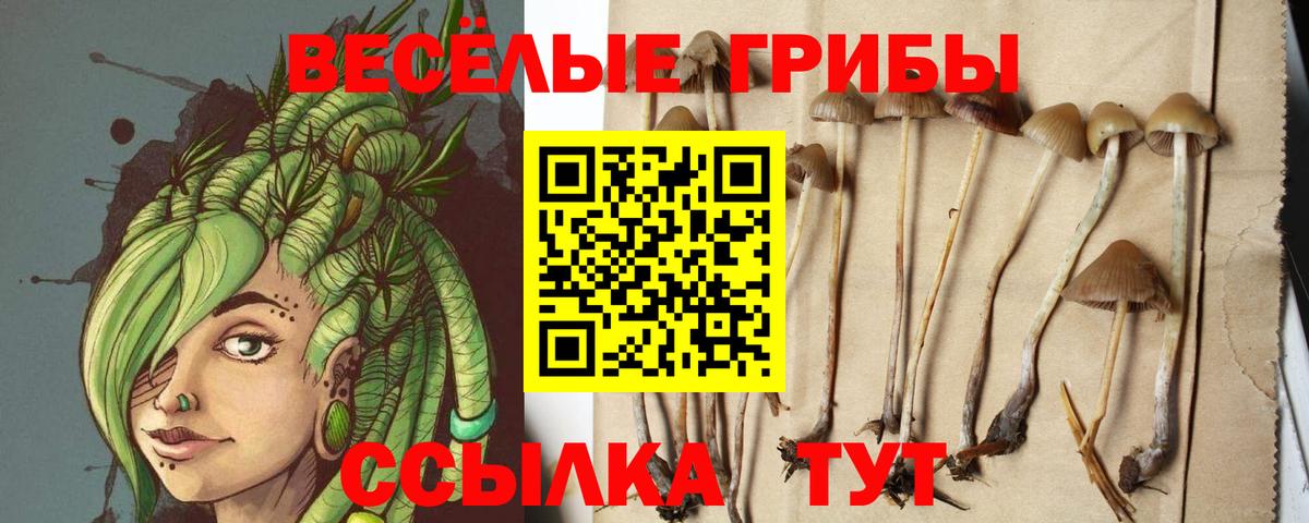 Курчалой  что такое наркотик  Вход с VPN  Галлюциногенные грибы MAGIC MUSHROOMS 